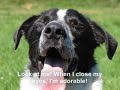 All Heart Pet Rescue: Cozmo (ADOPTED! thank you youtube) All Heart Pet Rescue: Cozmo (ADOPTED! thank you youtube)