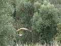 2 Buizerden vliegen op 2 Buizerden vliegen op
