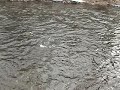 Steelhead on the Centerpin