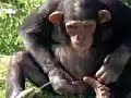 Thirsty Monkey