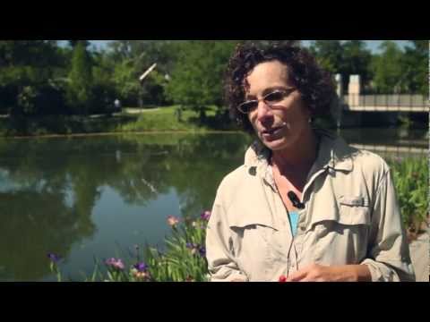 how to transplant louisiana iris