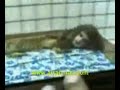 Animal with human head!