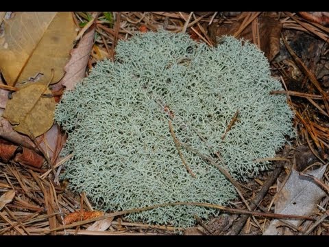 how to transplant moss from the woods