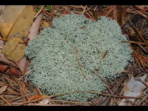 how to transplant reindeer moss