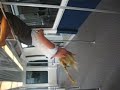 Me swingin on the tram