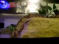gecko.AVI