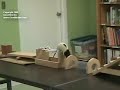 Rat trained for agility course Rat trained for agility course