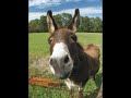 Funny Jackass (iceyyy, investigateIslam, ????? ???? )