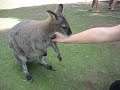 First encounter with a wallaby at Healesville Sanctuary outside Melbourne, Australia
