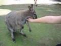 Friendly Wallaby