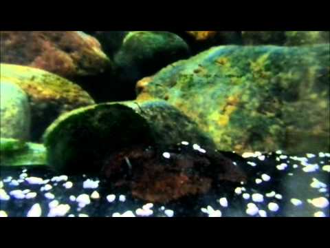 how to take care of goldfish eggs