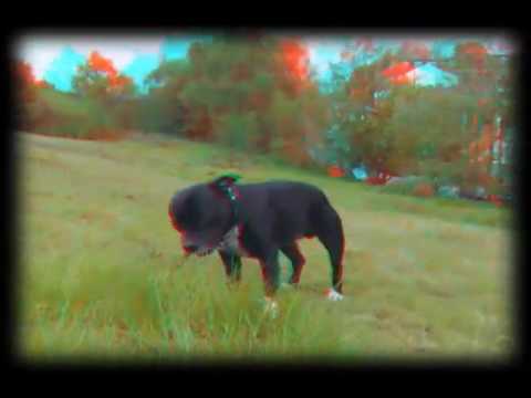 OLLiE-the-DOG on BlackHeath 3D anaglyph test FujiFilm W1 video 3Dru Zed - YouTube