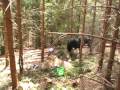 Holzrücken 1.wmv