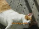 rusty firestar smuge bluestar