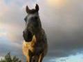 Jodie's Best Horse Photos