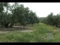 BIOLOGIA DEL CULTIVO DEL OLIVO CAP.7 - Aceite de Oliva Virgen Extra (Premium Extra Virgin Olive Oil)