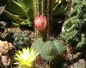 Blooming cactus in stop motion