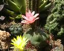 Blooming cactus in stop motion