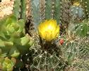 Blooming cactus in stop motion