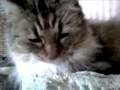 The Cat Purrs