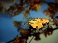 Autumn Autumn