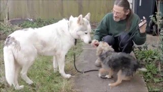 The Dog Vlog Diva