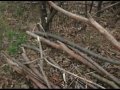 SCOD Gardens: WEEDS, FERTILIZER & MULCH