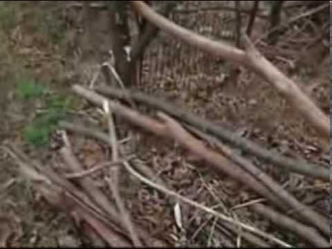 how to fertilize spinach