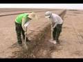 Happy move- Environmental voluntary service