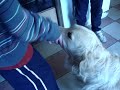 sneezing-dog.html