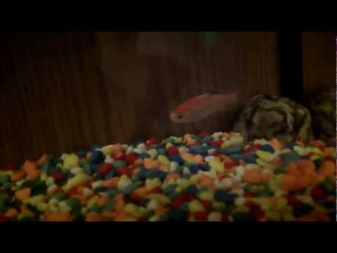 how to cure ammonia poisoning in goldfish