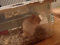 Hamster Monster Hamster Monster