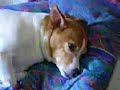 jumpy the Jack russle terrier