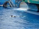 Shamu Show Pt. 2 Shamu Show Pt. 2