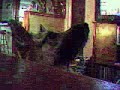 Funny Dog Tricks With Mnady