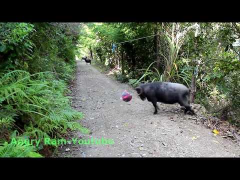 O que acontece quando se deixa uma bola na floresta