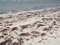 Sexy Sun Bathers