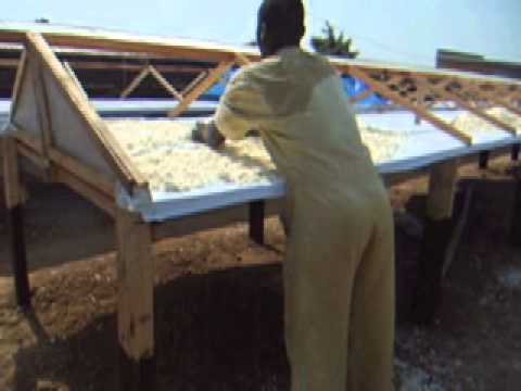 how to eliminate cyanide from cassava