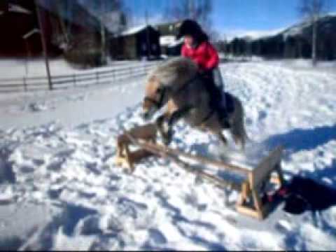 how to train a fjord horse