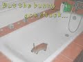 Bunny\