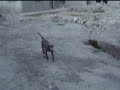 Frida en movimiento