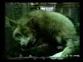 Pamela Anderson - Anti Fur
