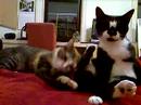 Cats grooming