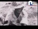 Soldier -(NEPGRULEZ) - Dedicate to Nepalese Gurkha Soldiers!