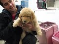 Chiots Golden croisé ...