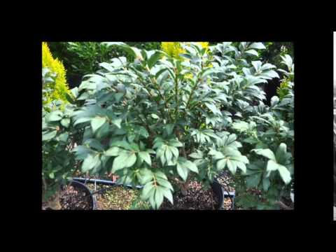 how to transplant burning bush