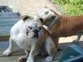 Antiguo Bulldog Inglés video