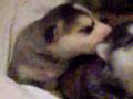 Alaskan Malamute video