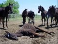 Stop horse cruelty!!!