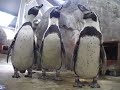 Collection: Animal Facts